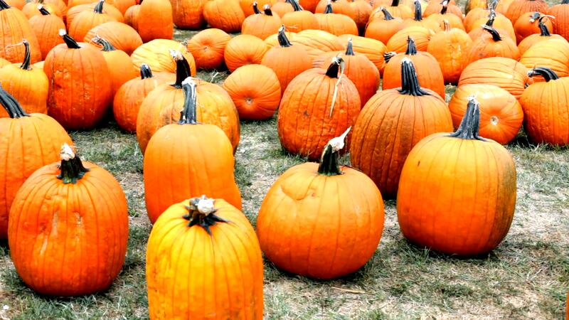 Here’s where pumpkin patches are popping up this fall near New Orleans