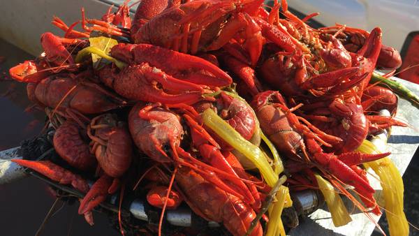 Louisiana Crawfish Festival, Gretna Italian-Irish Parade among things to do this weekend, March 24 - 26